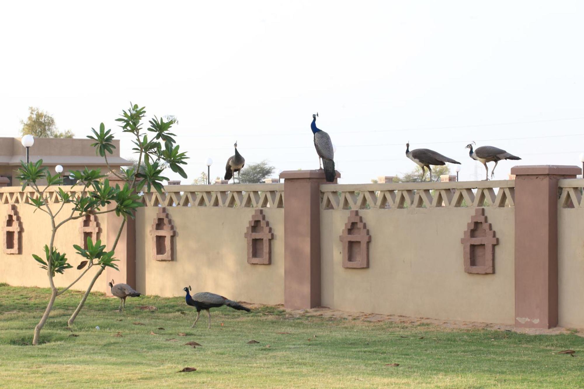 Thar Oasis Resort And Camp Dechu Экстерьер фото